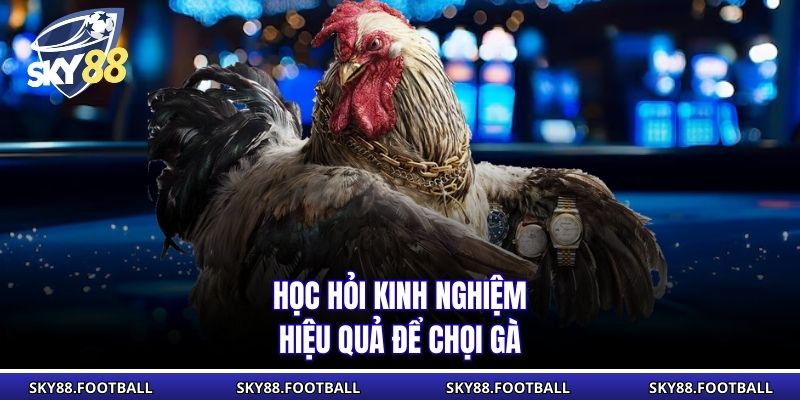 Học hỏi kinh nghiệm hiệu quả để chọi gà
