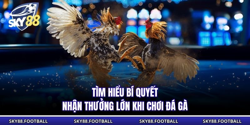 Tìm hiểu bí quyết nhận thưởng lớn khi chơi đá gà
